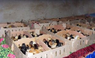 供應(yīng)山東優(yōu)質(zhì)小土雞，把握商機(jī)賺大錢