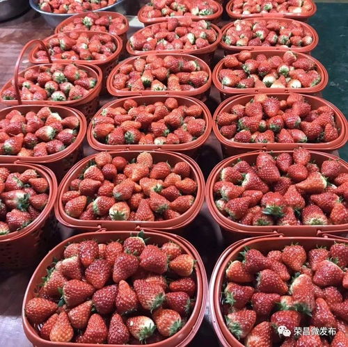 榮昌本地農副產品線上選購指南 手機下單，美味到家